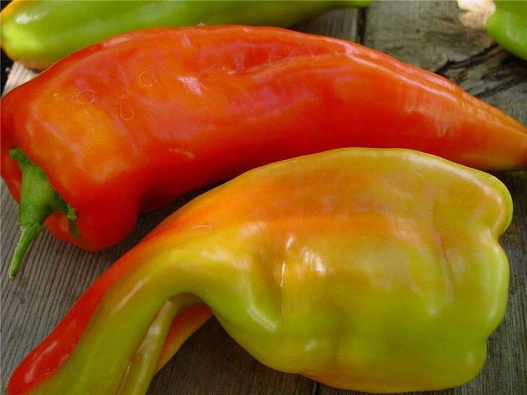 Achar hot peppers from rare Capsicum annuum seeds with bold shape and fiery red skin